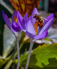 Andrea_Deckert_Fruehlingserwachen